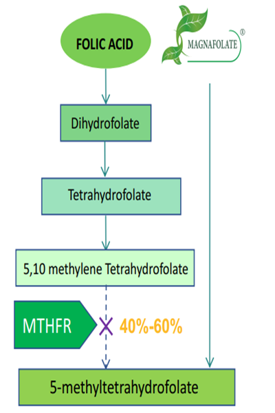 Зошто е неопходно да се користи активен фолат L-5-MTHF Ca наместо фолна киселина?