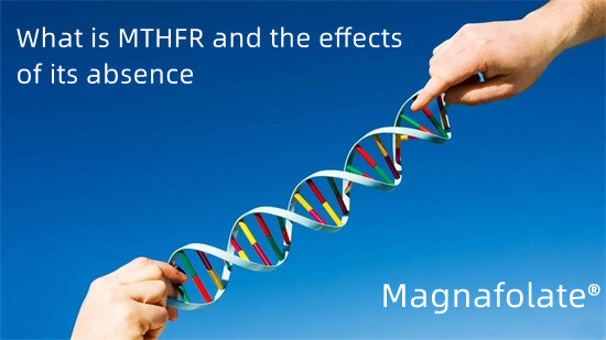 Што е MTHFR и ефектите од неговото отсуство