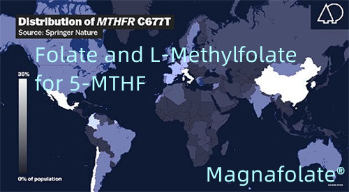 Фолат и L-метилфолат за 5-MTHF
