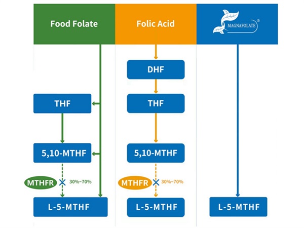 Добавувач на L-5-Methyltetrahydrofolate Calcium Concept и L-5-Methyltetrahydrofolate Calcium Manufacturing